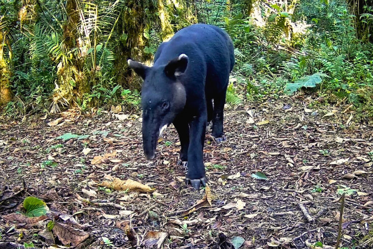 Tapir andino