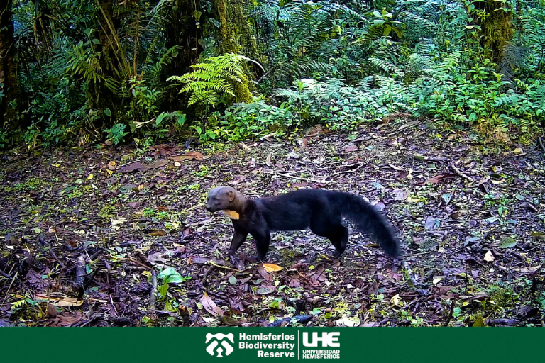 Hemisferios Biodiversity Reserve registra más de 18 especies silvestres gracias a cámaras trampa
