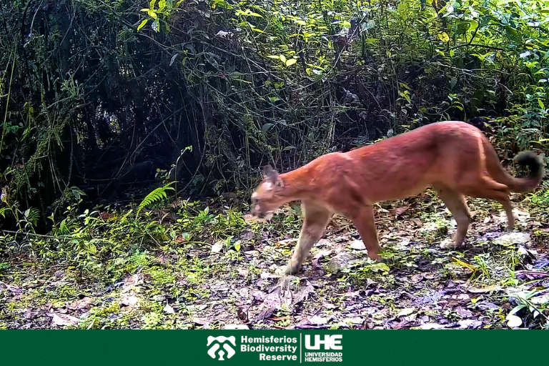 Hemisferios Biodiversity Reserve registra más de 18 especies silvestres gracias a cámaras trampa