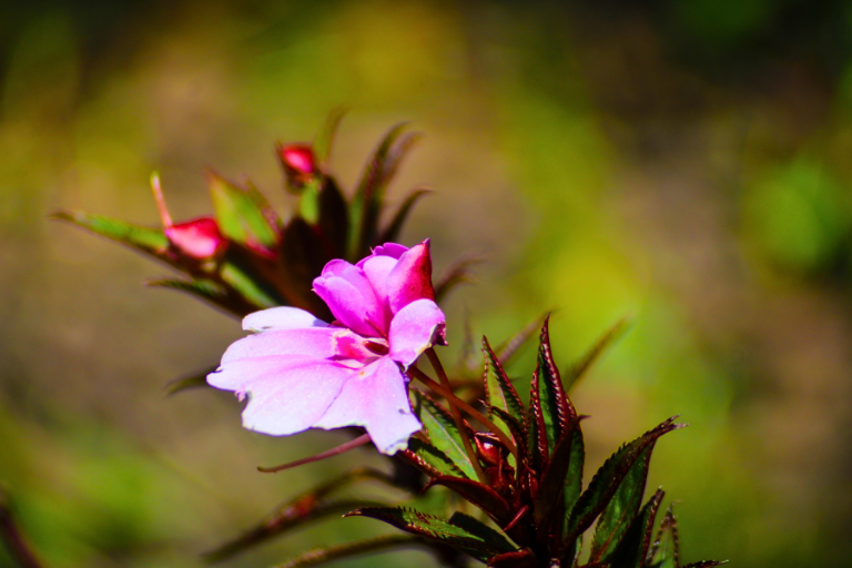 Generación de sistema para levantamiento exploratorio de información sobre la flora en laHemisferios Biodiversity Reserve