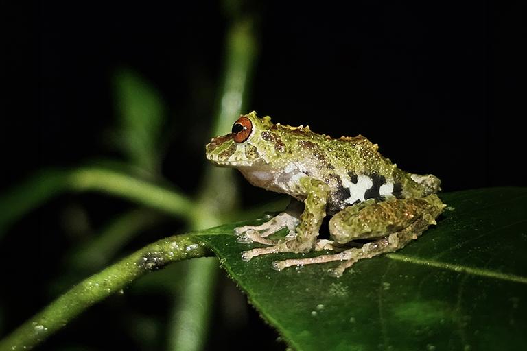 La Hemisferios Biodiversity Reserve registra una nueva especie de rana para su inventario biológico
